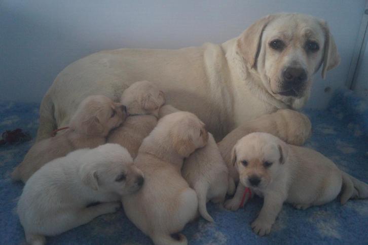 Onwijs Mooie Gele Labrador pups met Stamboom en NLV-Keurmerk, Dieren en Toebehoren, Honden | Retrievers, Spaniëls en Waterhonden