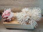 Wit koraal-roze oesterschelp Koraal - Acropora latistella, Nieuw