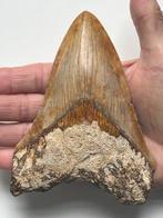 Enorme Megalodon tand 13,5 cm - Fossiele tand - Carcharocles