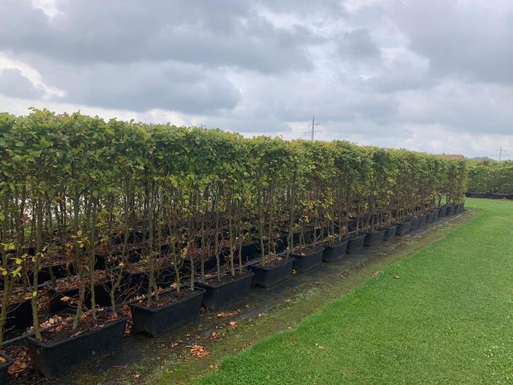 Beuken haag element ALLERLAATSTE maar € 12,50 per stuk, Tuin en Terras, Planten | Struiken en Hagen, Beukenhaag, Haag, 100 tot 250 cm