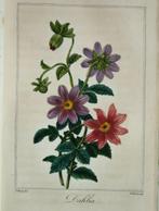 Charles Malo / Pancrace Bessa - Parterre de flore [12, Antiek en Kunst