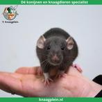 Veel jonge dumbo ratjes! Zeer tam en goed gesocialiseerd!, Dieren en Toebehoren, Knaagdieren, Meerdere dieren, Rat, Tam