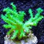 Sinularia Asterolobata (Vingerleder Koraal) Ultra Groen M (O, Dieren en Toebehoren, Ophalen of Verzenden, Nieuw