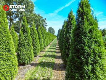 Thuja Pyramidalis 175–200 cm – conifeer, veiling beschikbaar voor biedingen