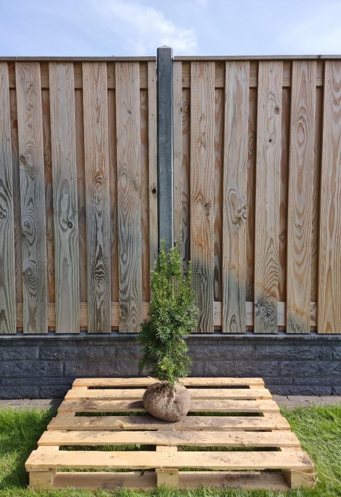 Taxus - Taxus Media Hicksii - Haagplanten 60 t/m 200cm, Tuin en Terras, Planten | Struiken en Hagen, Taxus, Haag, Ophalen of Verzenden