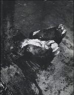 Koe, Boeken, Ophalen of Verzenden, Nieuw