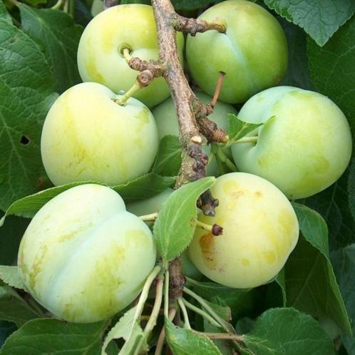 Pruimenboom - Prunus Reine Claude d’Oullins - Omtrek: 10-14, Tuin en Terras, Planten | Bomen, Ophalen of Verzenden