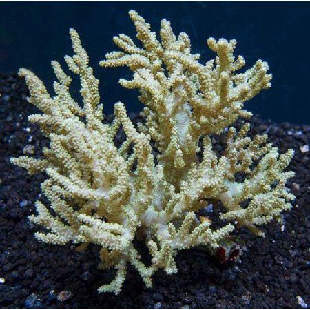 Sinularia Flexibilis (Vingerleder Koraal) Geel / Bruin S (On, Dieren en Toebehoren, Vissen | Aquaria en Toebehoren, Ophalen of Verzenden