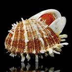 Spondylus Echinatus f. Spectrum, Symbiotische Groei, Nieuw