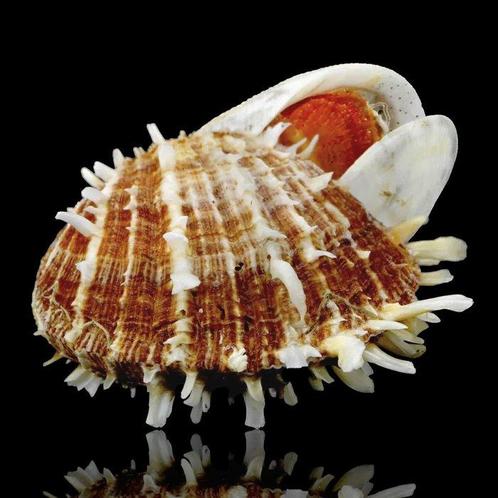 Spondylus Echinatus f. Spectrum, Symbiotische Groei, Verzamelen, Dierenverzamelingen