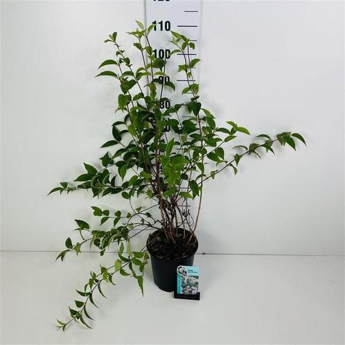 Deutzia hybrida Mont Rose bruidsbloem 60cm, Tuin en Terras, Planten | Struiken en Hagen, Ophalen
