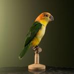 Witbuikcaique Taxidermie Opgezette Dieren By Max, Verzamelen, Dierenverzamelingen, Ophalen of Verzenden, Nieuw, Vogel, Opgezet dier