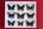 Vlinder Taxidermie volledige montage - Battus and Parides -, Nieuw
