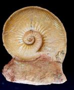 Ammoniet - Gefossiliseerde schelp - Planammatoceras, Verzamelen, Mineralen en Fossielen