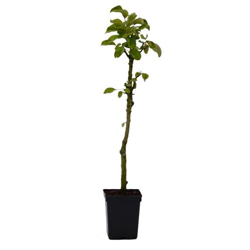 Zuilappelboom Bolero, Tuin en Terras, Planten | Fruitbomen, Volle zon, Verzenden