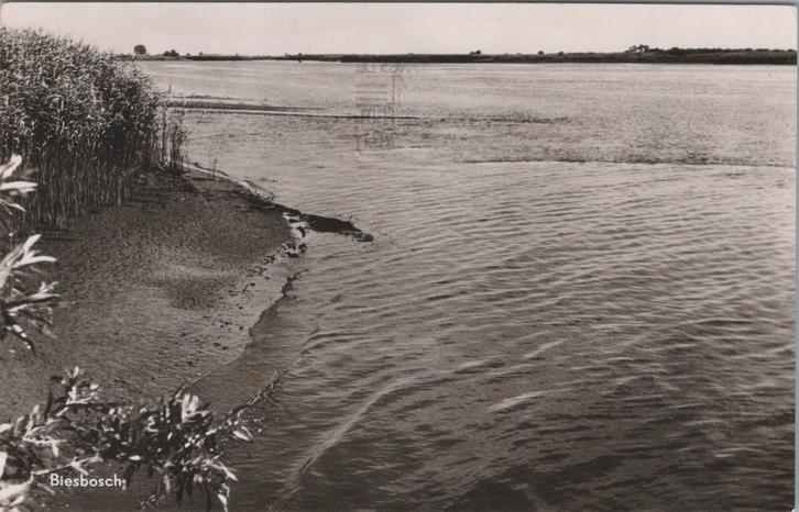 BIESBOSCH - Gezicht op de Biesbosch, Verzamelen, Ansichtkaarten | Nederland