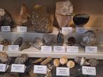 Fossielenverzameling ongeveer 30 stuks - Fossiele matrix, Verzamelen, Mineralen en Fossielen