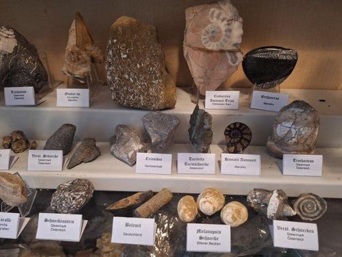 Fossielenverzameling ongeveer 30 stuks - Fossiele matrix, Verzamelen, Mineralen en Fossielen