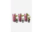 Rhododendron Elegans Pink - set van 3, Verzenden