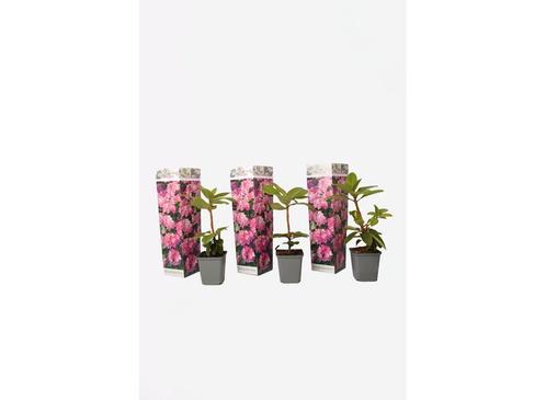Rhododendron Elegans Pink - set van 3, Huis en Inrichting, Kamerplanten, Verzenden