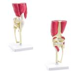 Anatomie model kniegewricht met spieren, Verzenden, Nieuw