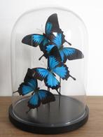 Ulysses Butterflies under glass dome Taxidermie volledige, Nieuw