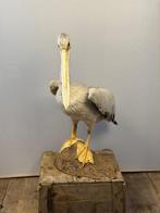 Pink-backed pelican Taxidermie volledige montage - Pelecanus, Nieuw