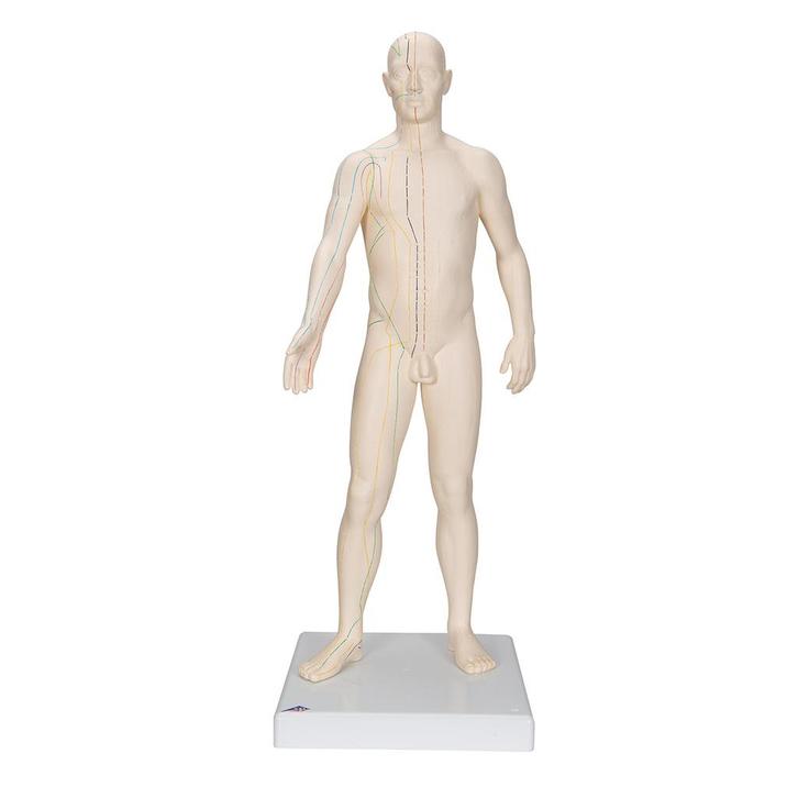 Acupunctuur en meridianen model (man, 70 cm), Sport en Fitness, Massageproducten