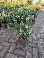 Prunus Lauroceracus Otto luyken laurier 30-40cm, Tuin en Terras, Ophalen