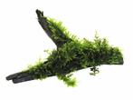 AQUAlook Driftwood met vesicularia dubyana (java mos) |, Nieuw, Ophalen of Verzenden