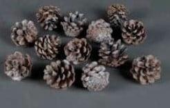 Sylvester dennenappel Wit ca. 9 stuks, Hobby en Vrije tijd, Knutselen, Nieuw, Ophalen of Verzenden