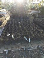 Calamagrostis acutiflora Overdam, Tuin en Terras, Planten | Tuinplanten, Ophalen