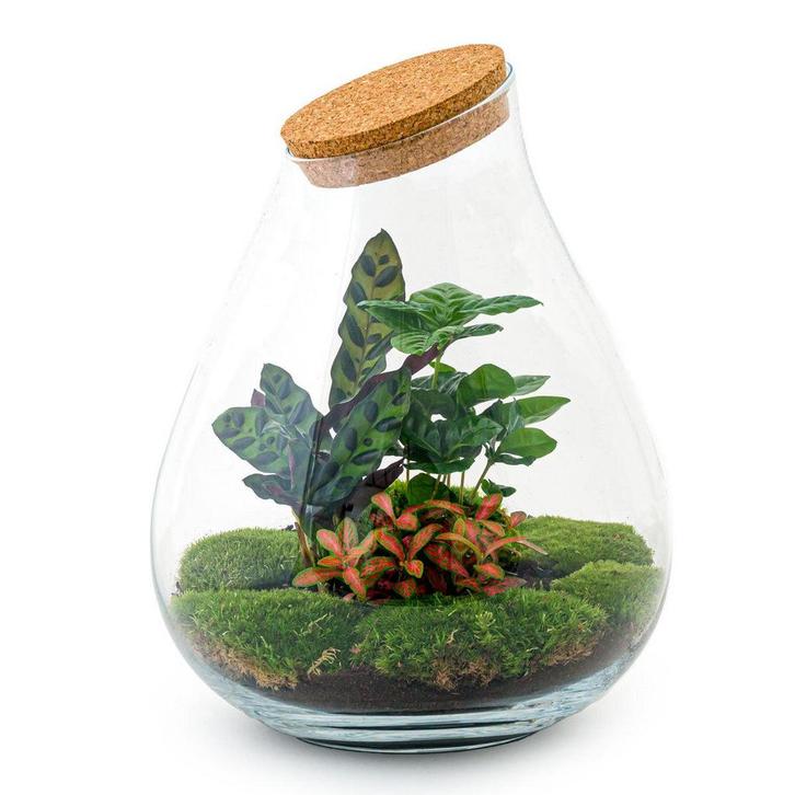 DIY terrarium - Drop XL Rood -  37 cm, Tuin en Terras, Bloembollen en Zaden, Verzenden