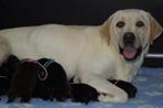 Onwijs Mooie Labrador Pups Met Stamboom en NLV Keurmerk!, Dieren en Toebehoren, Nederland, Reu, Labrador retriever, Meerdere