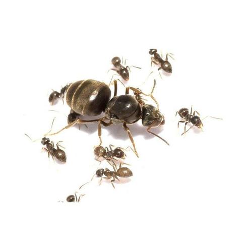 Lasius niger kolonie, koningin en 5-10 werksters, Geen, Dieren en Toebehoren, Insecten en Spinnen