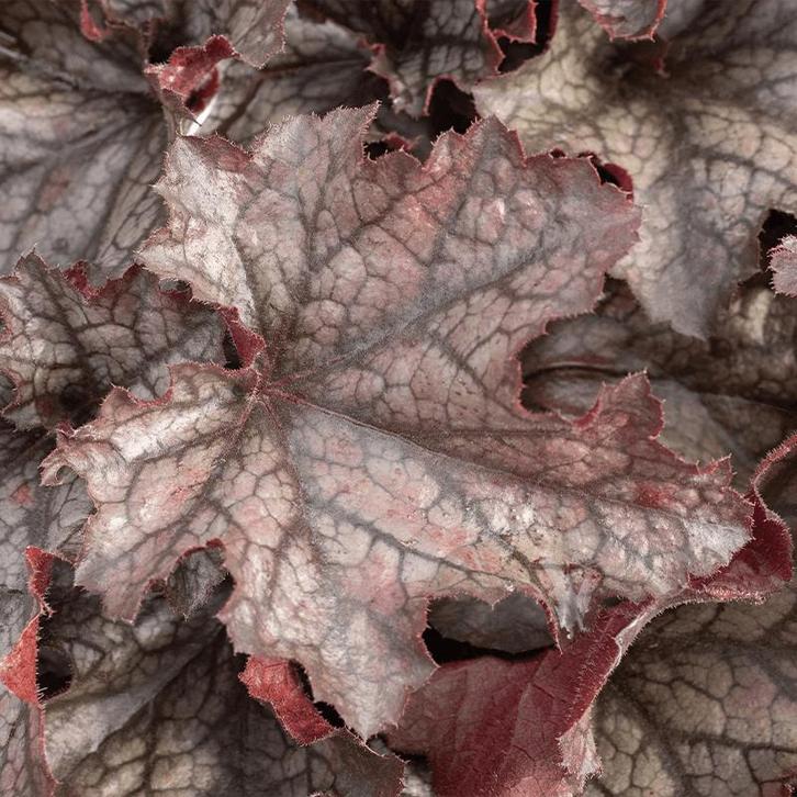 Purperklokje: Heuchera Villosa ‘Carnival Rose Granita’ (, Tuin en Terras, Planten | Tuinplanten, Overige soorten, Vaste plant