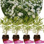 Choisya Aztec Pearl, Verzenden