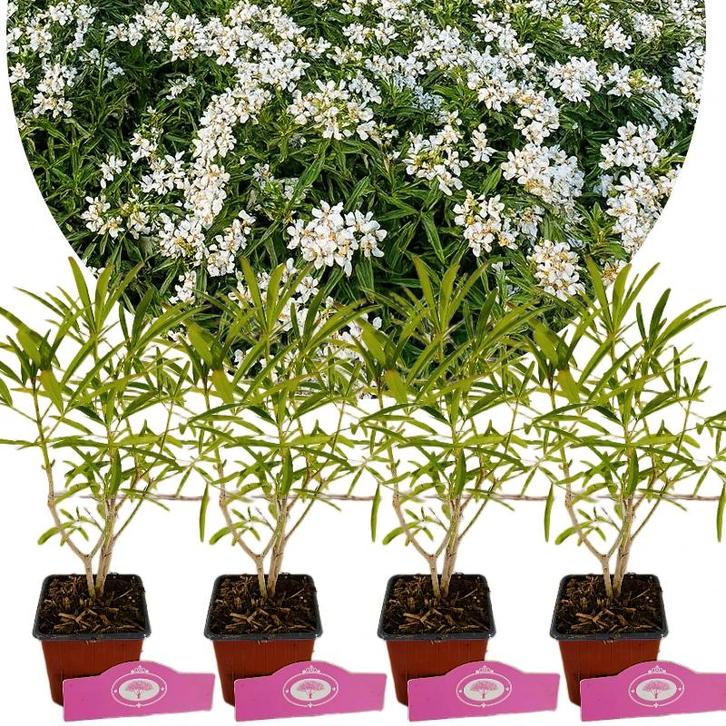 Choisya Aztec Pearl, Tuin en Terras, Planten | Tuinplanten, Verzenden