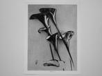 Man Ray - Flowers [Cala Lilies]