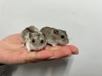 Jonge lieve Chinese dwerghamsters te koop!, Meerdere dieren, Hamster, Tam