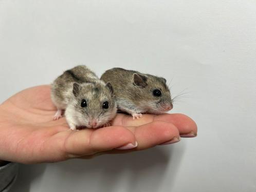 Jonge lieve Chinese dwerghamsters te koop!, Dieren en Toebehoren, Knaagdieren, Hamster, Meerdere dieren, Tam