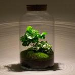 DIY terrarium - Milky Coffea met lamp -  31 cm, Verzenden