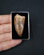 Carcharodontosaurus - Gefossiliseerde slagtand - T-Rex, Antiek en Kunst