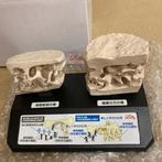 Anatomisch model - Lilly Osteoporose Educatief Botmodel