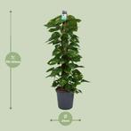 Scindapsus (Epipremnum) - Ø24cm - 120cm, Verzenden, Nieuw