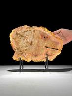 Wonderlijk sneetje versteend hout op een op maat gemaakte