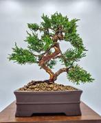 Bonsai van Juniper Kishu - Verzamelstuk - Hoogte (boom): 28