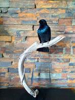 Lesser Racket Tailed Drongo Taxidermie volledige montage -, Verzamelen, Dierenverzamelingen, Nieuw