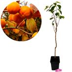 Diospyros kaki Tone Wase + Pot 23cm, Verzenden, Volle zon