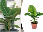 Bananenplant Musa Tropicana, Tuin en Terras, Planten | Tuinplanten